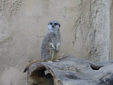 A meerkat stands upright on a wooden platform against a textured, beige wall. Its body is slightly hunched with both forepaws held together close to its chest. The meerkat's gaze is directed forward, and its tail is draped over the edge of the platform.