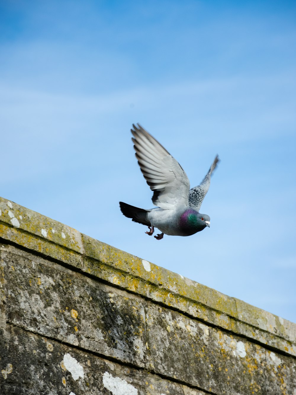 a pigeon is flying over a stone wall