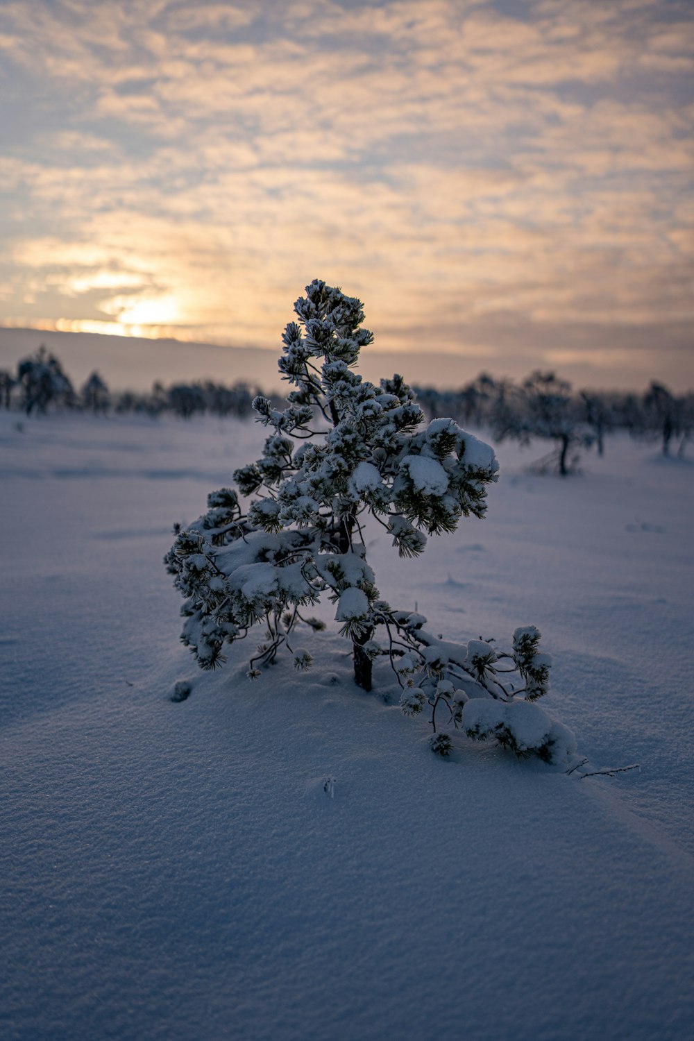 a small tree covered in snow in the middle of a field