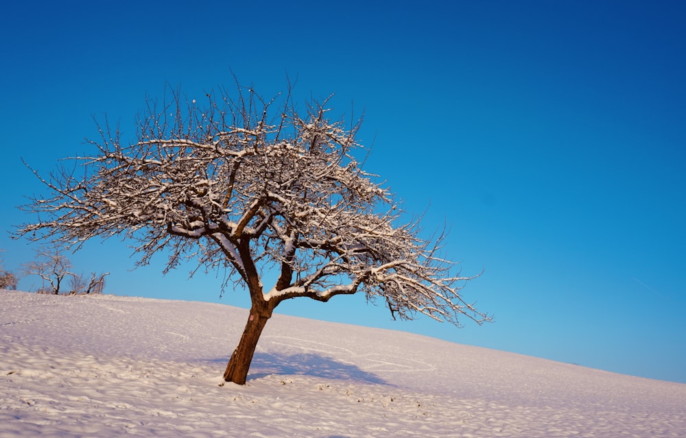 a snow covered tree on a hill under a blue sky