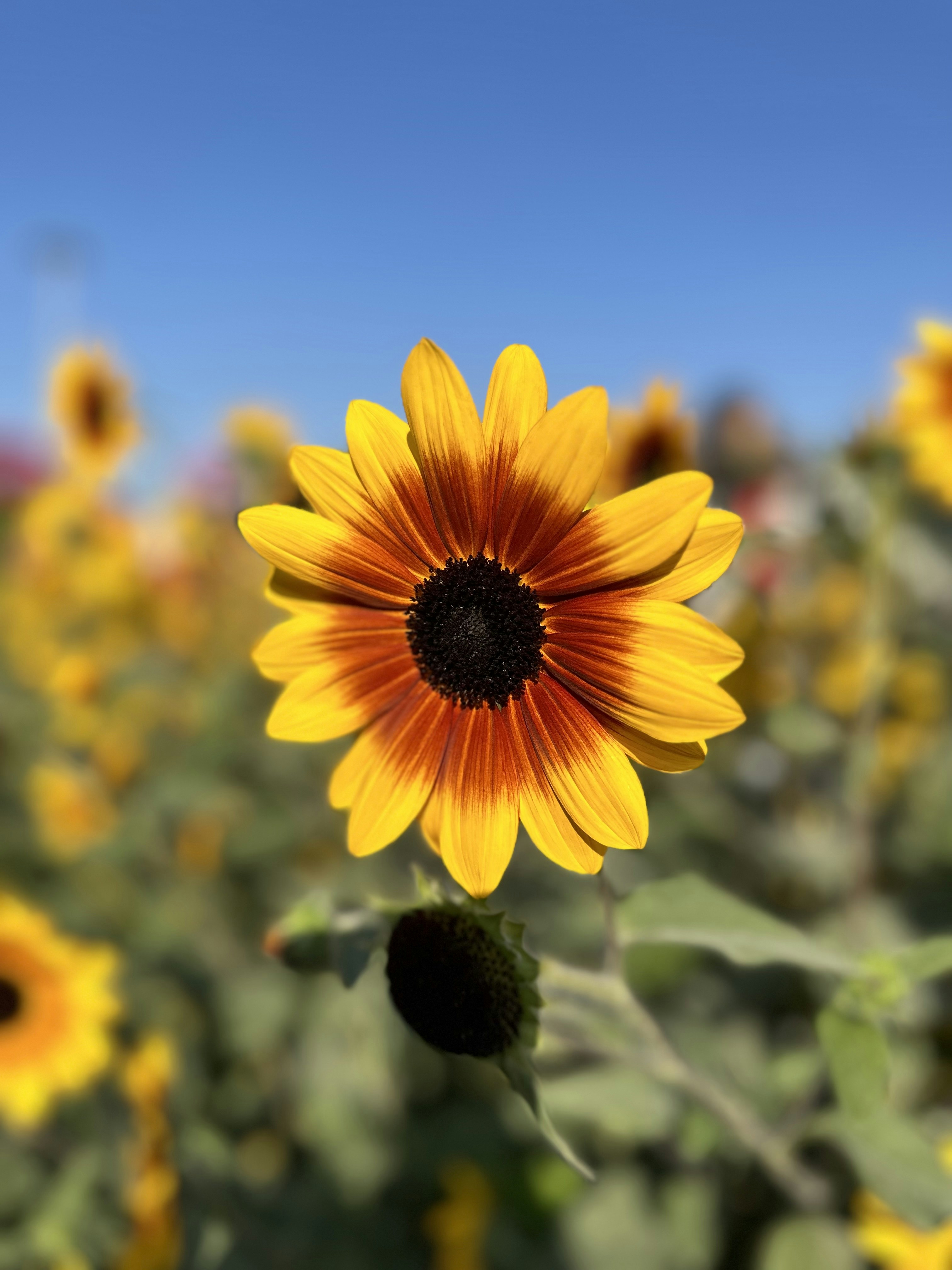 Photo by harshatejaa