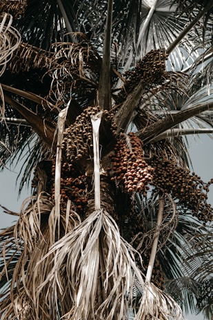 A tall palm tree with large clusters of brown fruits hanging from its branches. The leaves are a mix of dried, brown fronds and green, fan-like foliage. The focus is on the texture and structure of the tree's fruits and leaves, set against a backdrop of clear sky.