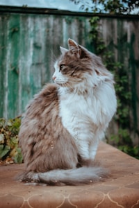 绅士灰猫油画