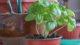 A vibrant basil plant with lush green leaves sits in a small, brown plastic pot. The background features another larger terracotta pot with decorative patterns and a couple of green plant stems. The setting suggests a home or garden environment with a focus on greenery.