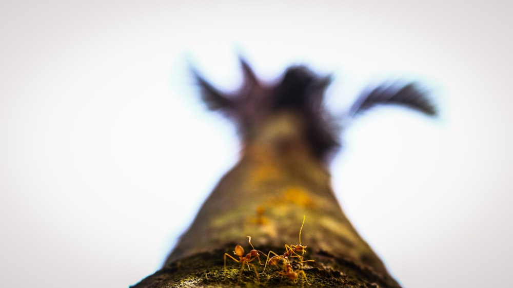 a group of ants crawling on a tree trunk