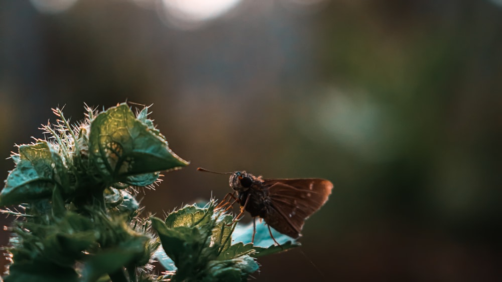 a brown butterfly sitting on top of a green plant
