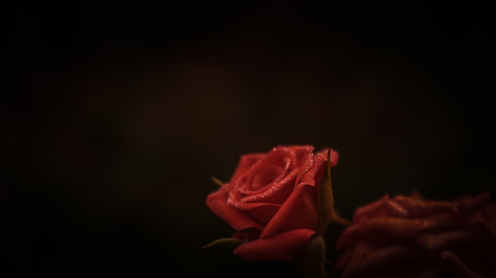 a close up of a red rose on a black background