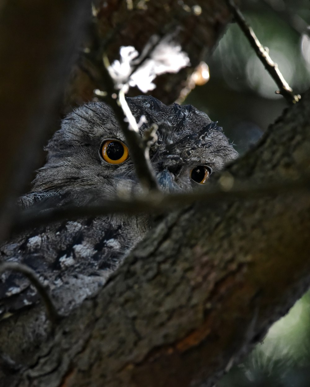 an owl is sitting in a tree looking at the camera
