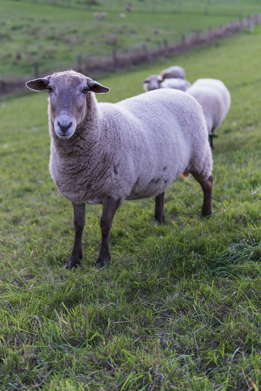 a herd of sheep standing on top of a lush green field