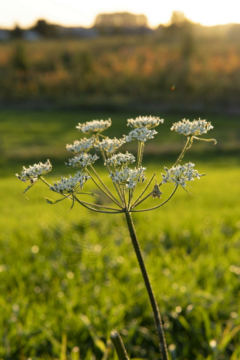 a close up of a flower in a field