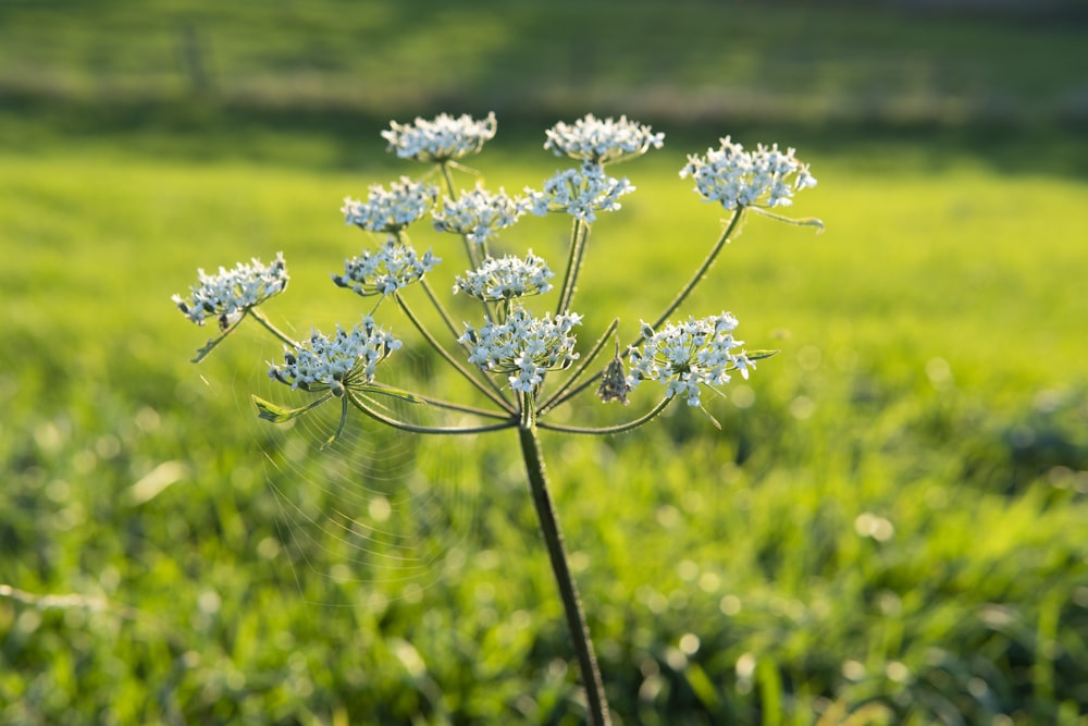 a close up of a flower in a field