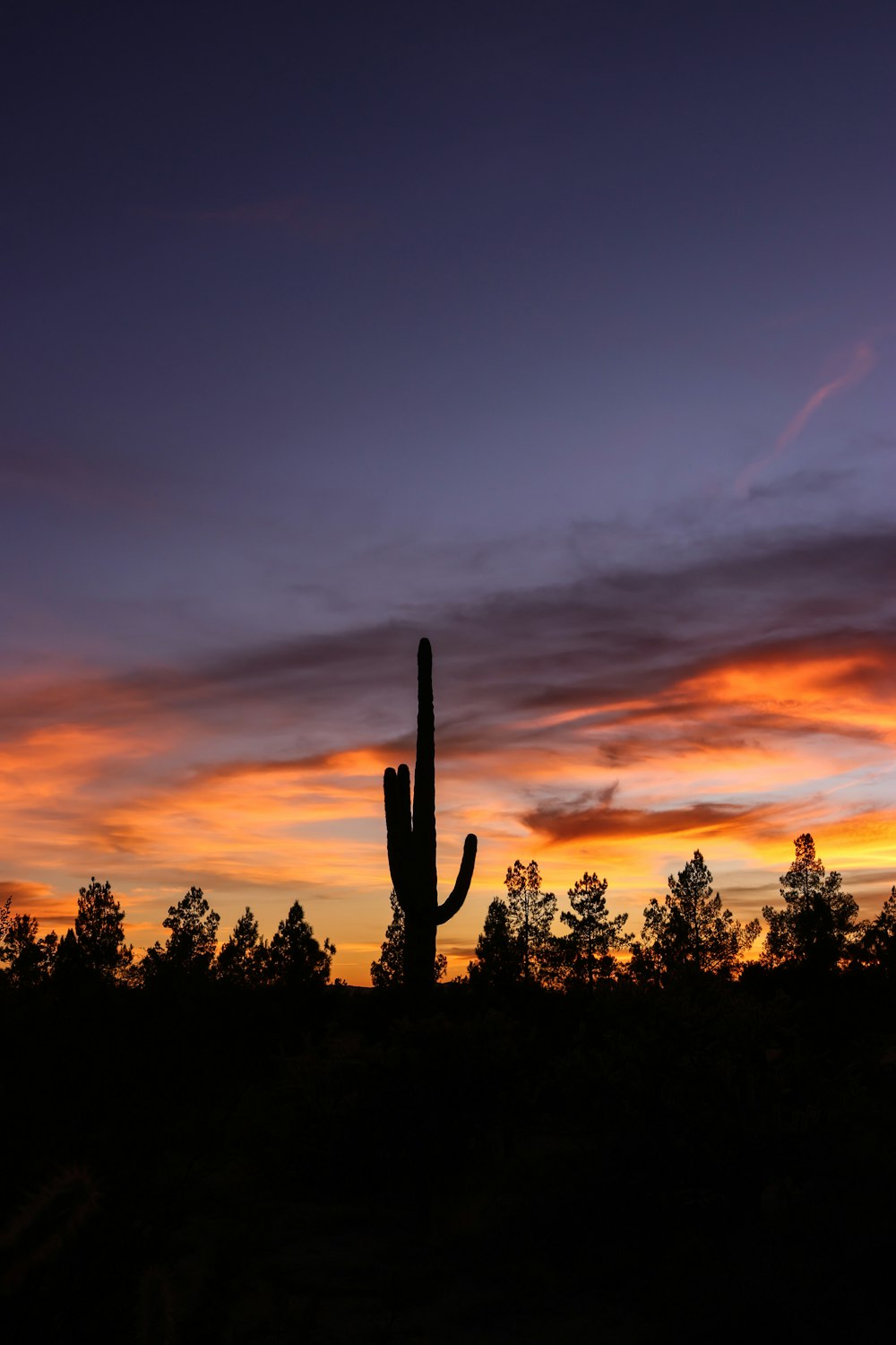 a silhouette of a cactus against a colorful sunset