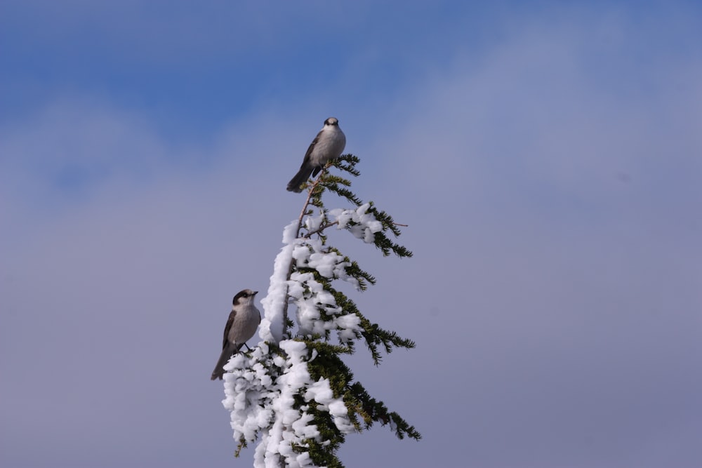 two birds perched on top of a pine tree
