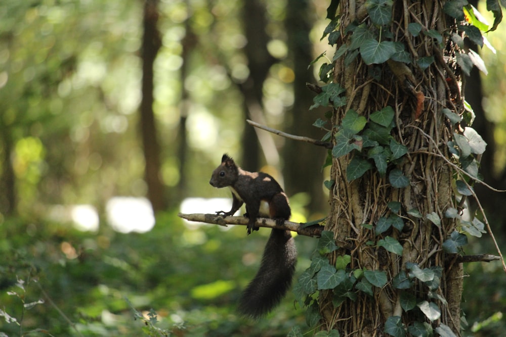 a squirrel sitting on a tree branch in a forest