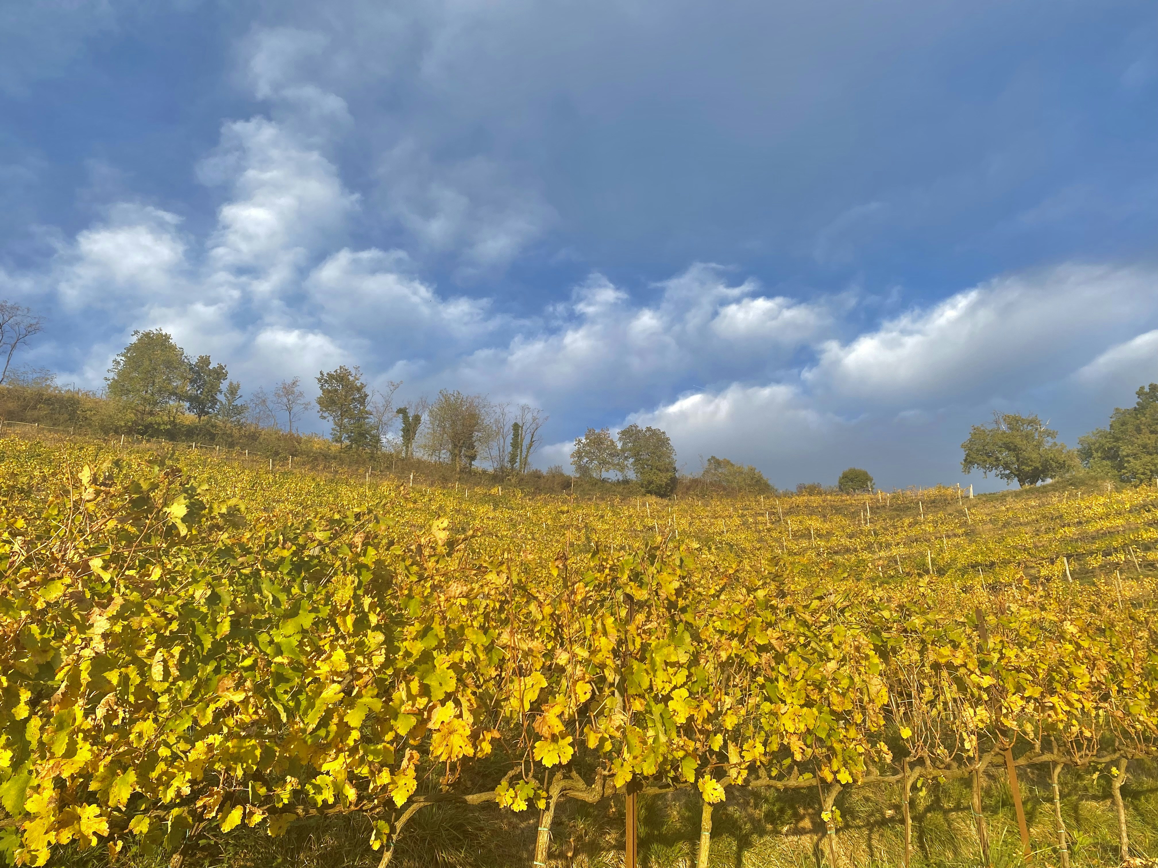 a field of vines with a cloudy sky in the background