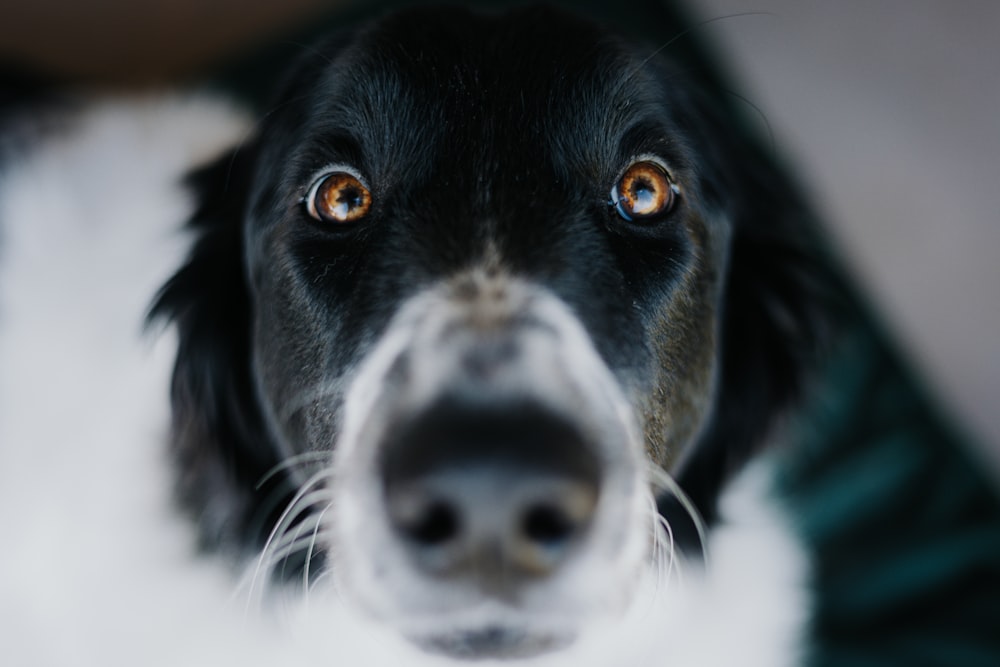 a black and white dog looking up at the camera