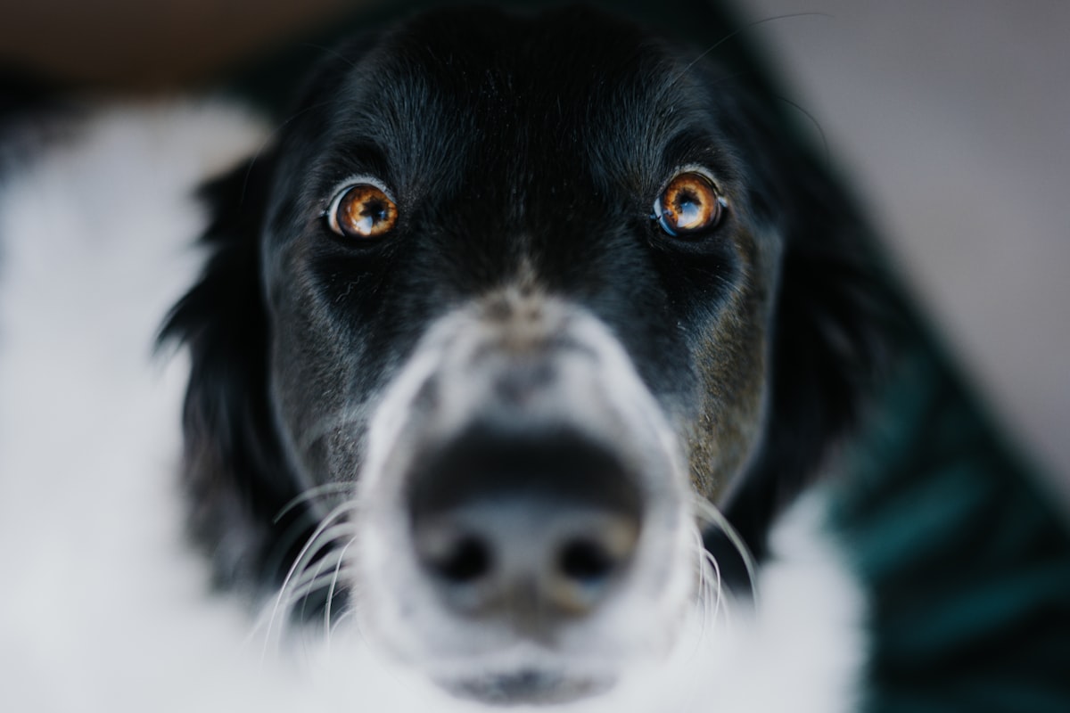 Dog looking up making eye contact