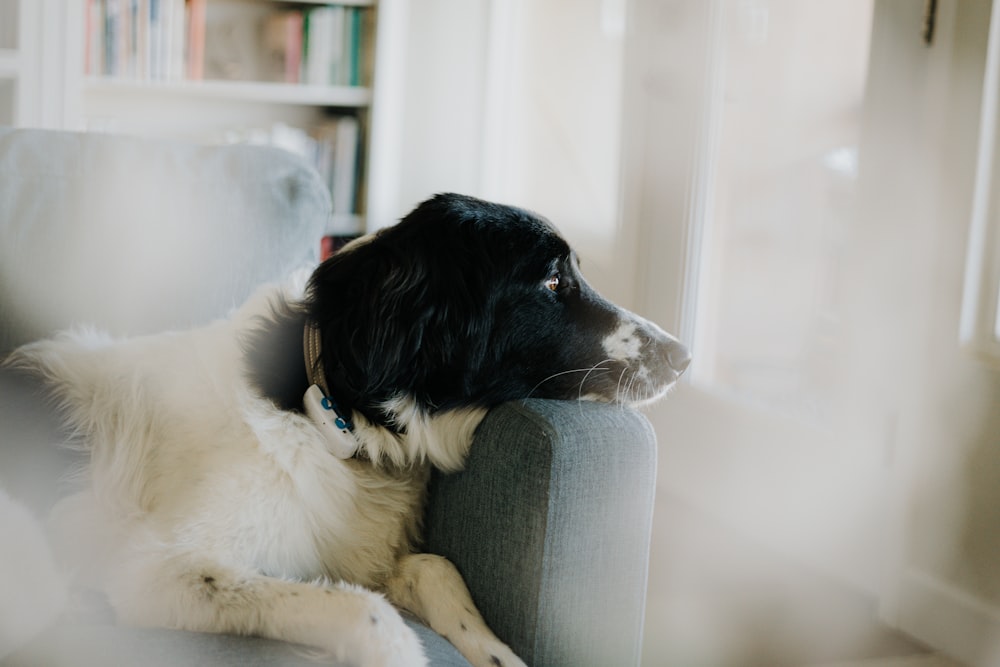 a black and white dog sitting on a couch