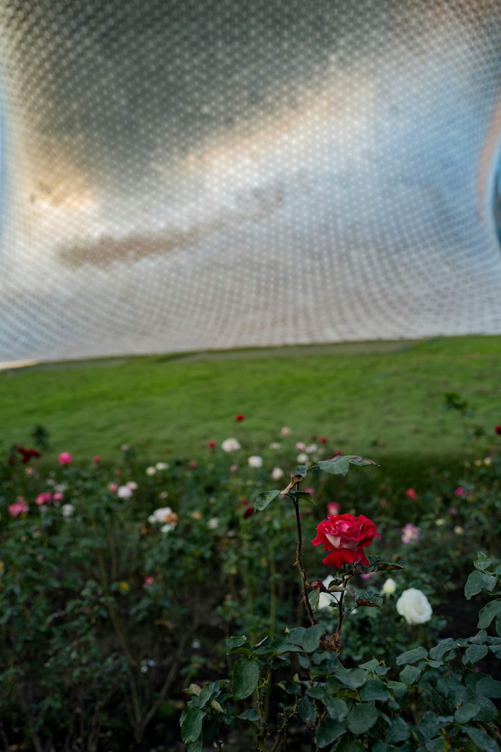 a red rose in a field of flowers