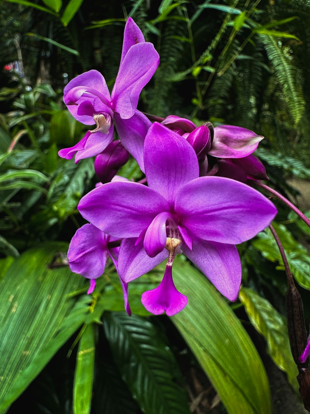 a purple flower is blooming in a garden