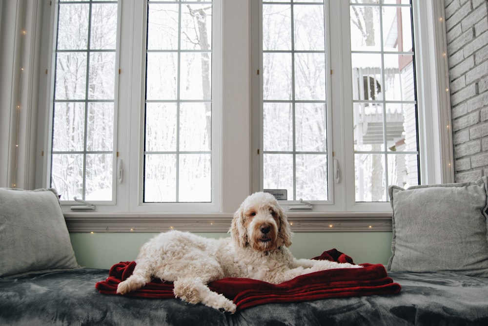 a dog laying on a blanket on a couch