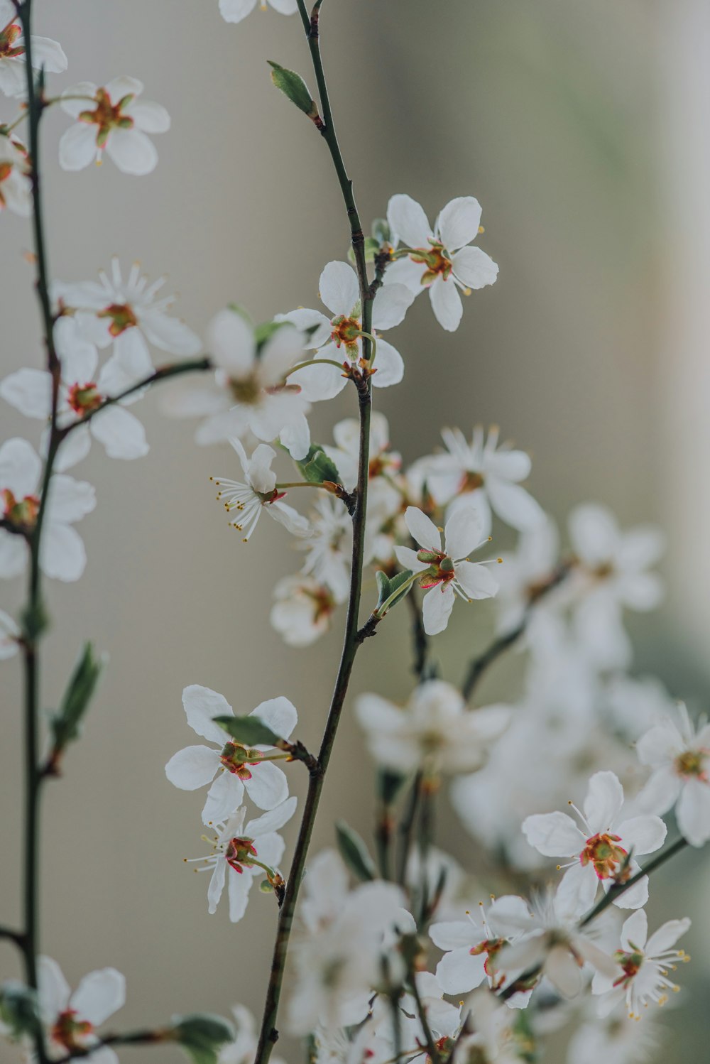 a close up of a branch with white flowers