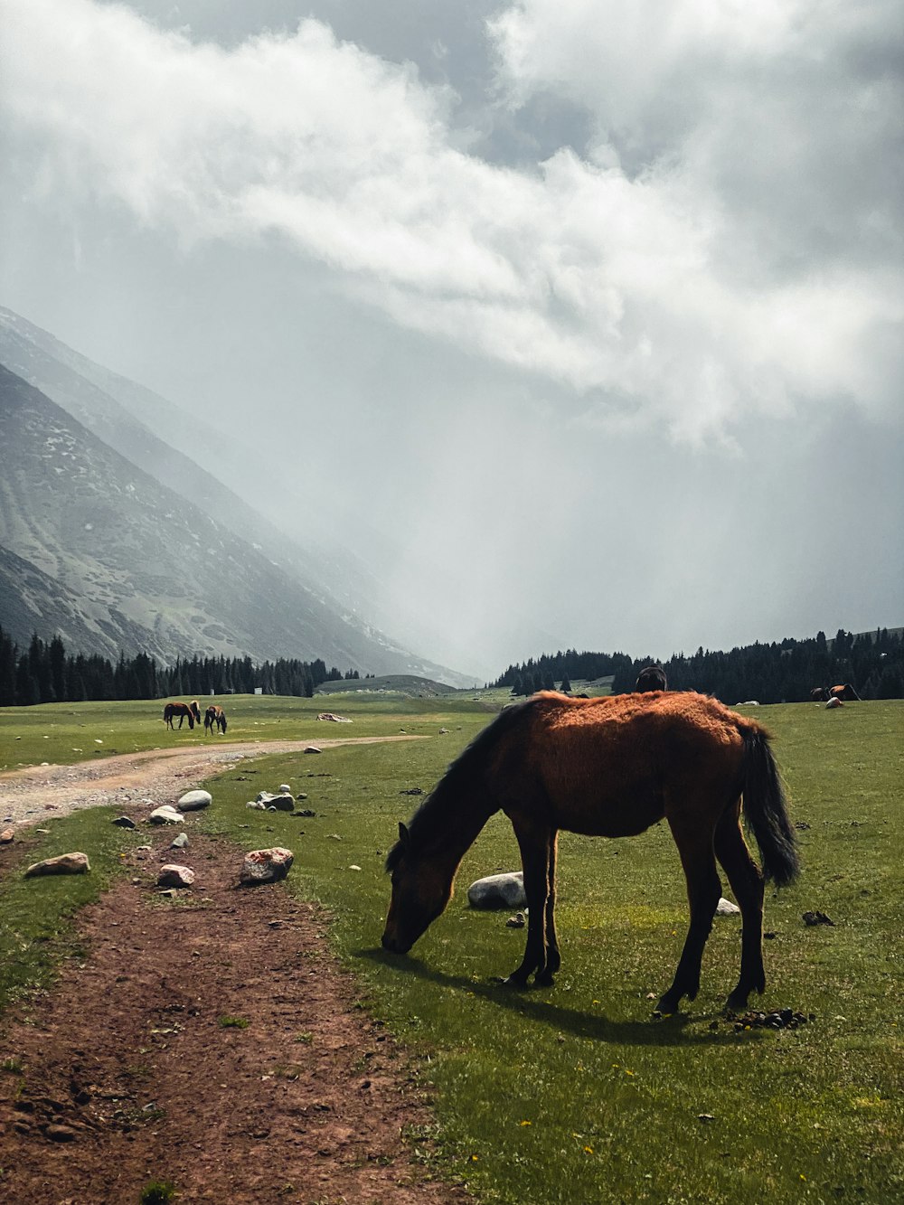 Un cheval paissant dans un champ avec des montagnes en arrière-plan