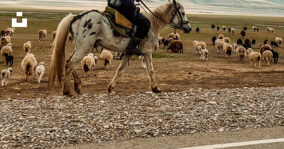 A man riding a horse in front of a herd of sheep photo – Free Naryn ...