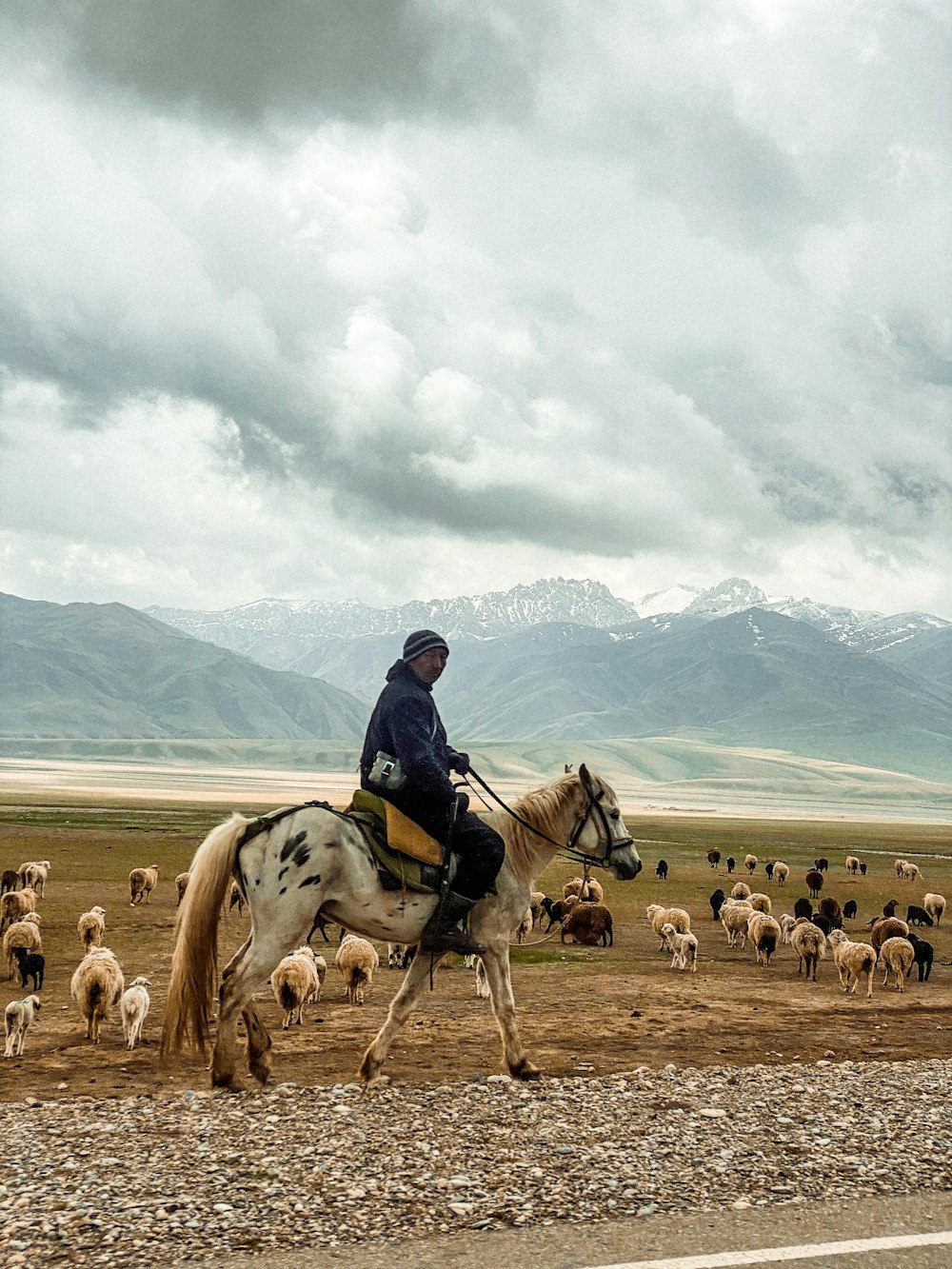 a man riding a horse in front of a herd of sheep