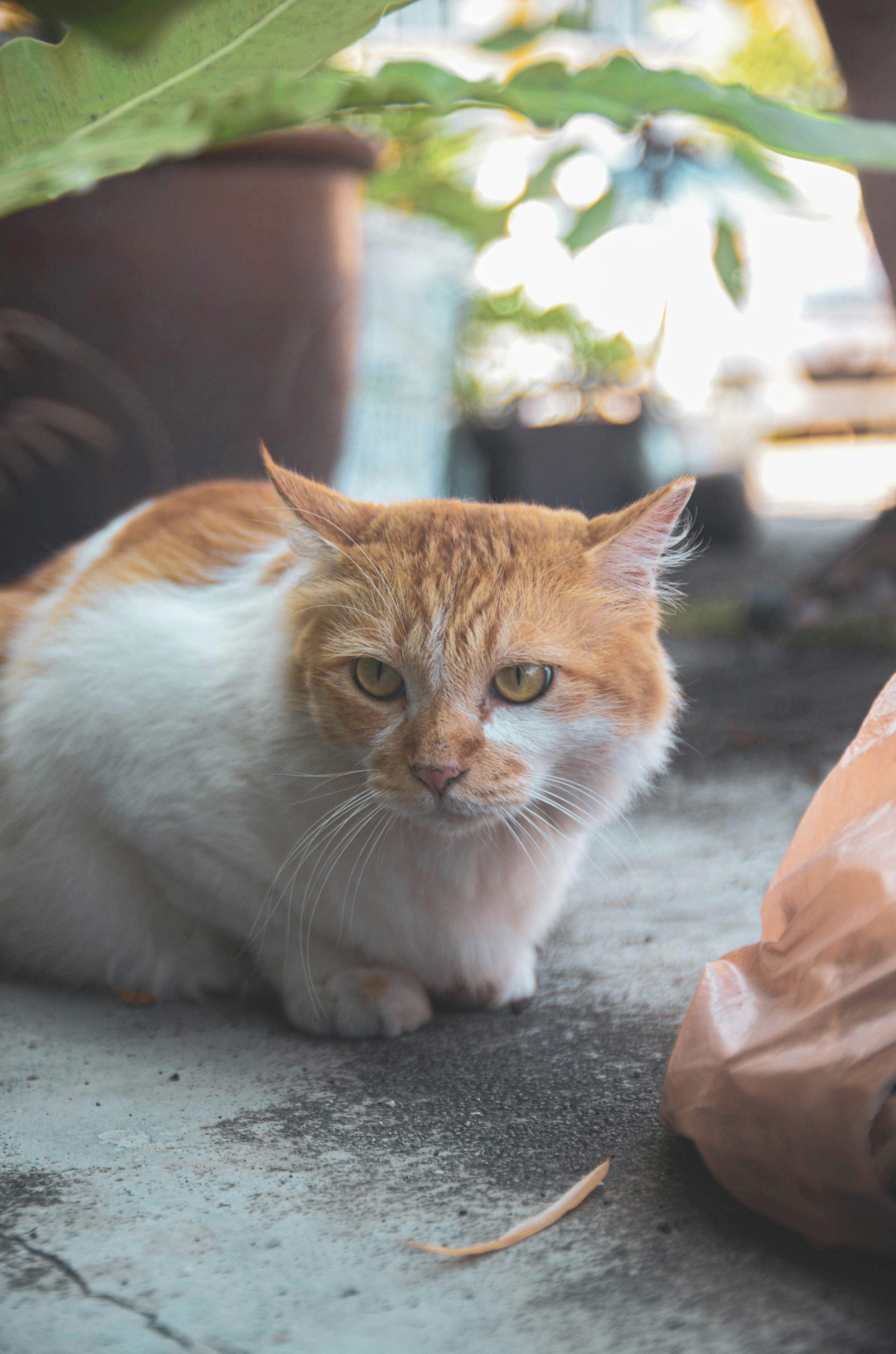 an orange and white cat sitting next to a potted plant