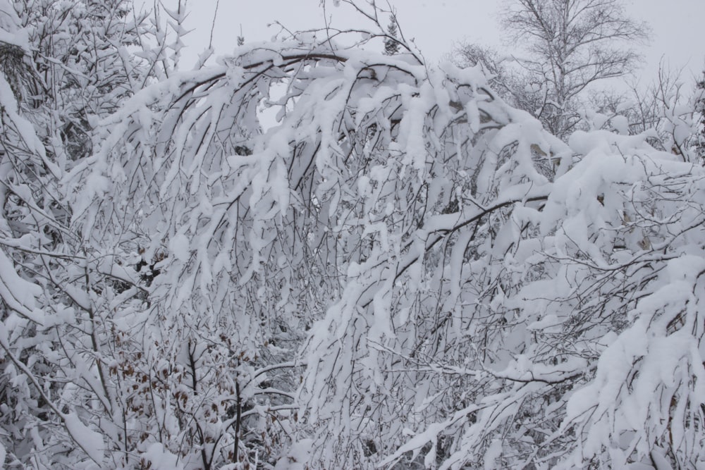 Un árbol cubierto de nieve junto a un bosque