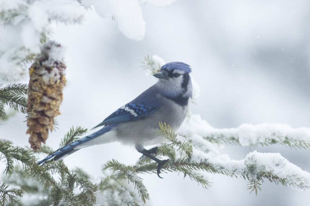a blue jay perched on a pine tree branch