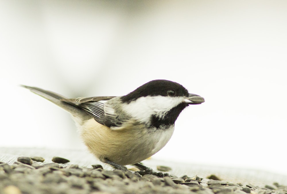 a small bird is standing on some rocks