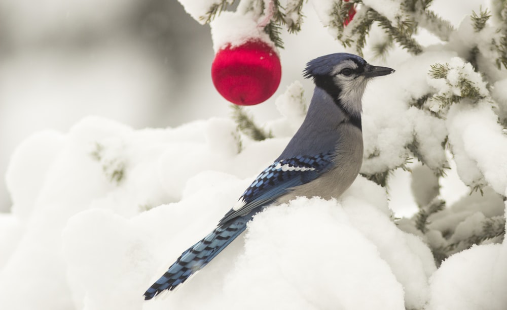 a blue jay perches on a snowy branch next to a red ornament