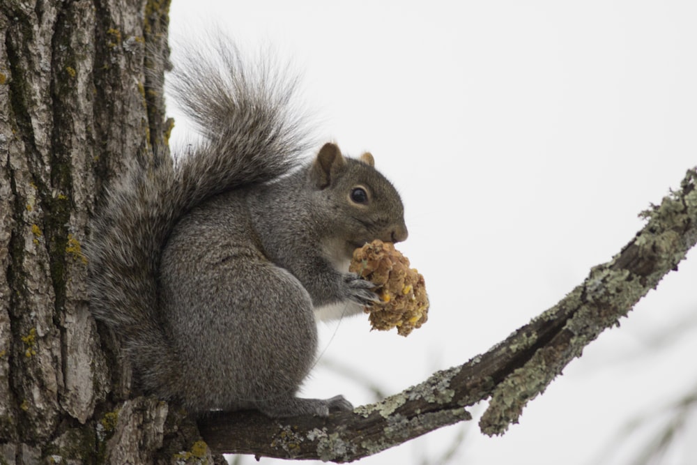 a squirrel sitting on a tree eating a piece of food