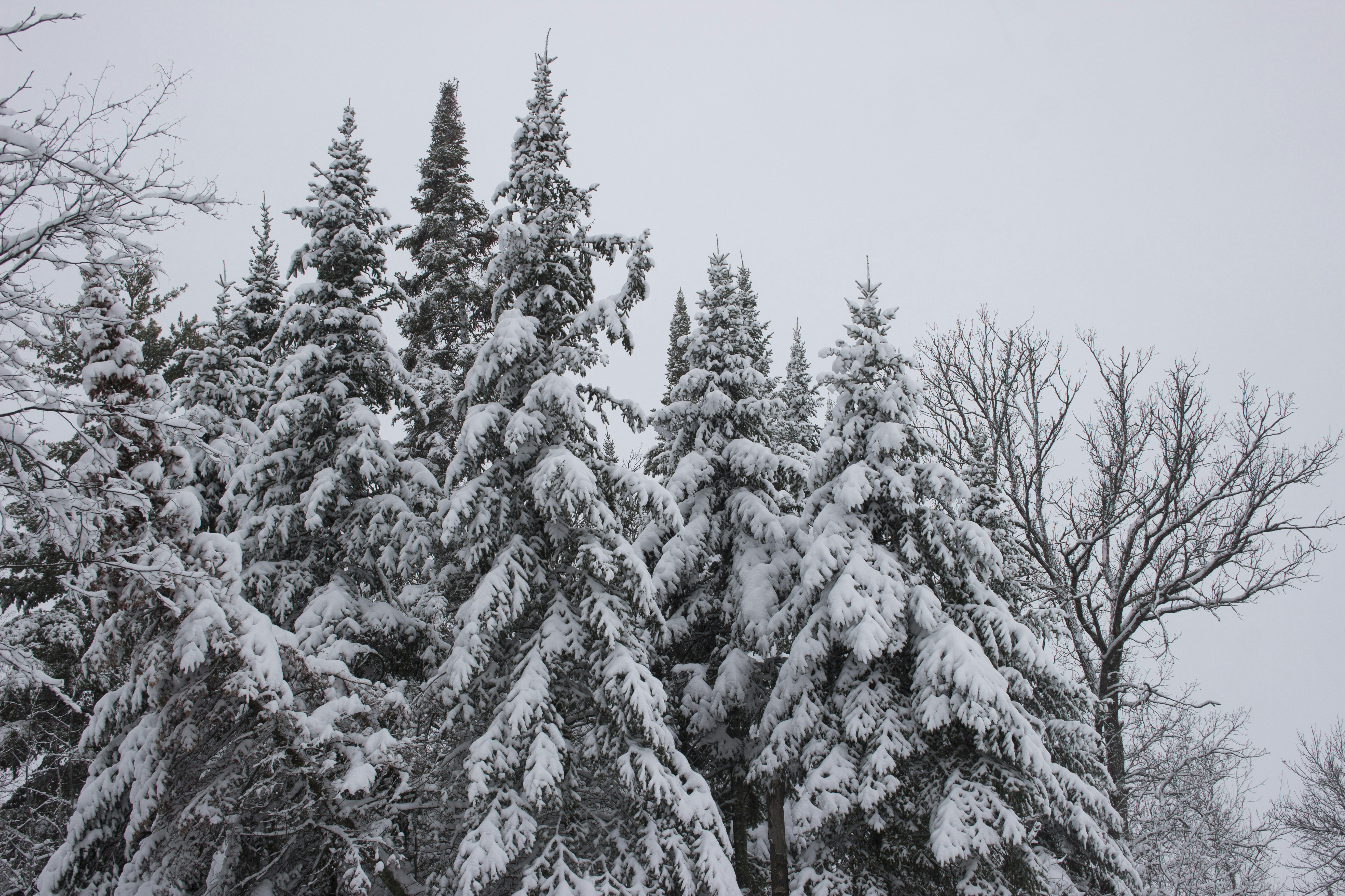 a group of snow covered trees in the snow