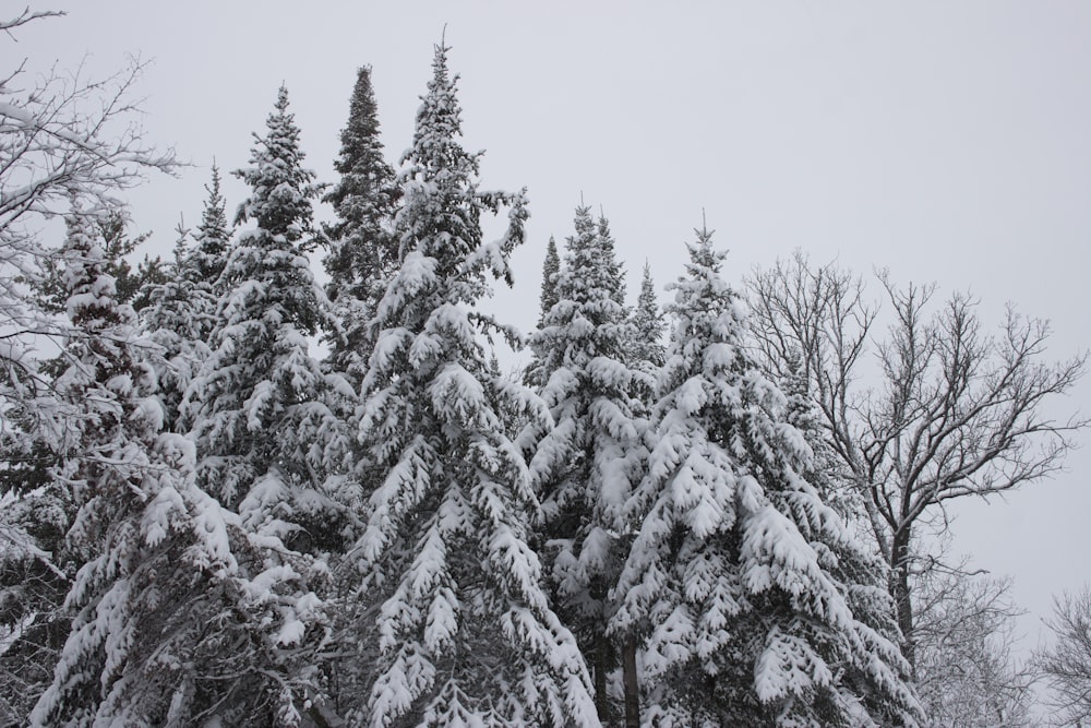 a group of snow covered trees in the snow