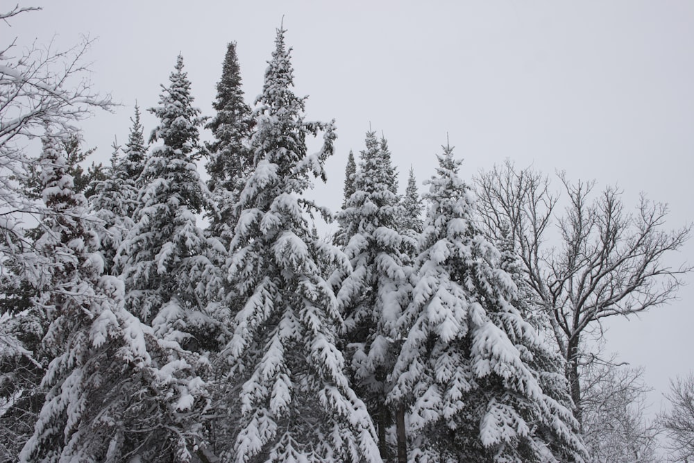 un gruppo di alberi innevati nella neve