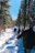 A smiling family hiking along a sunlit forest trail surrounded by tall pine trees.