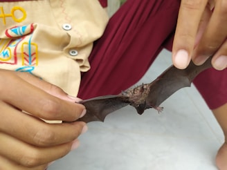 A friendly technician gently handling a rescued animal outside a Batavia Wine Cellars service vehicle.