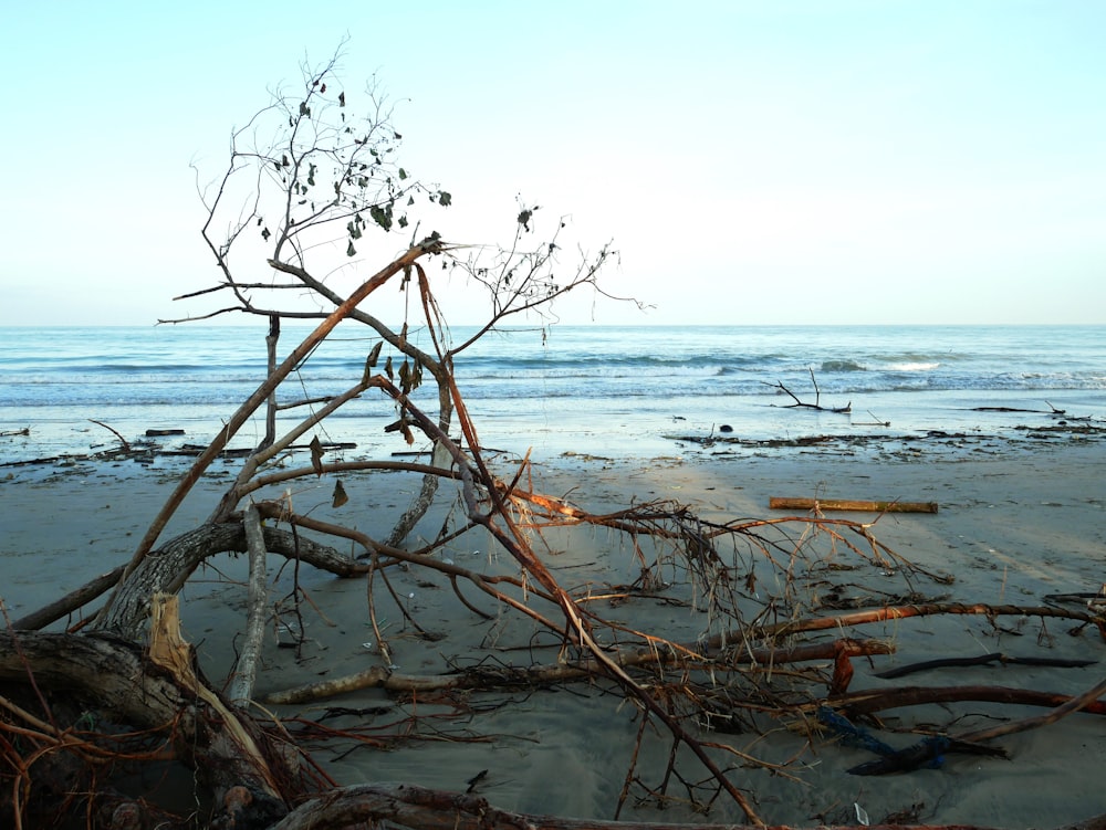 un tas de branches qui sont sur une plage