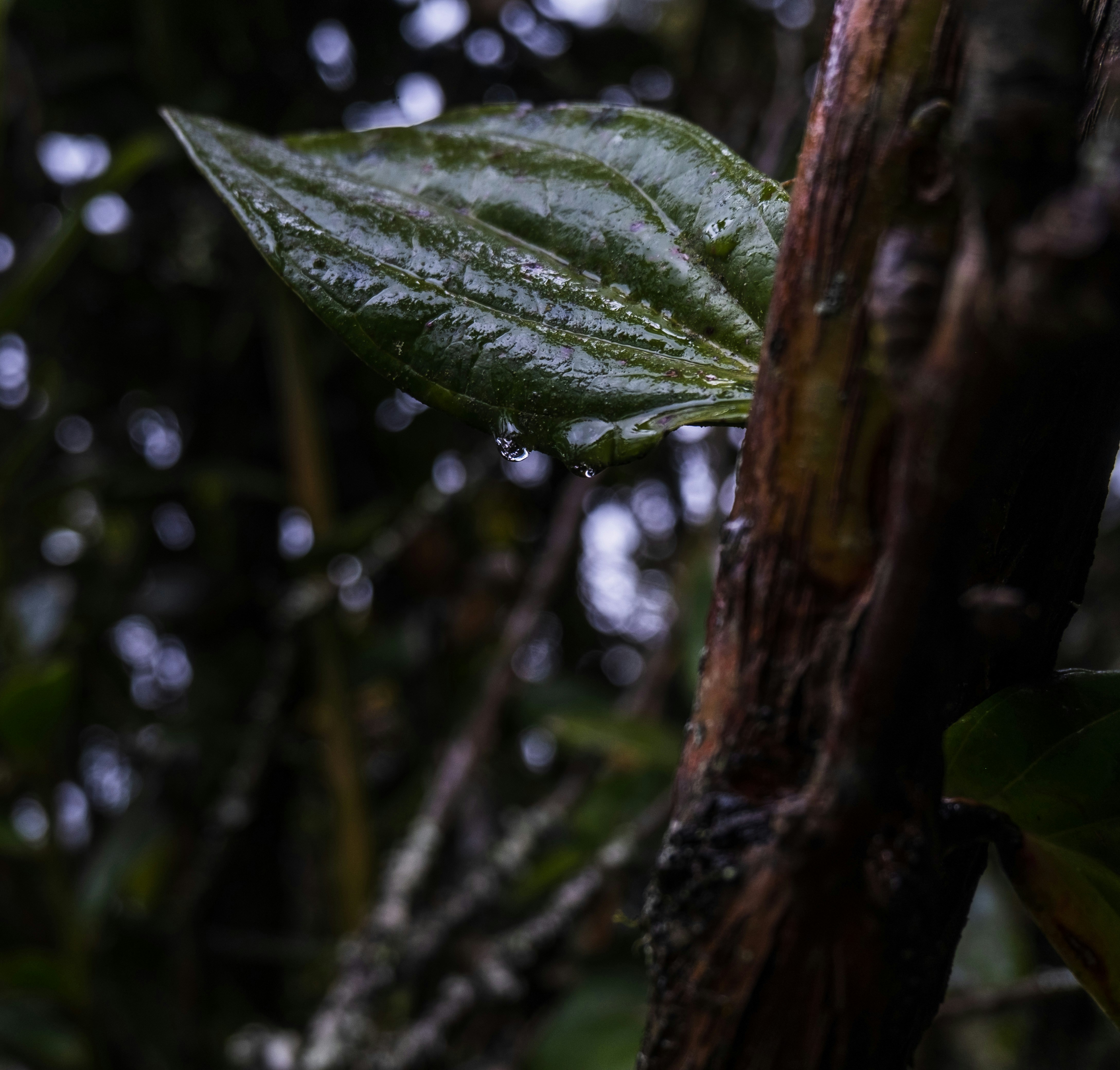 Photo by jamoandres2021