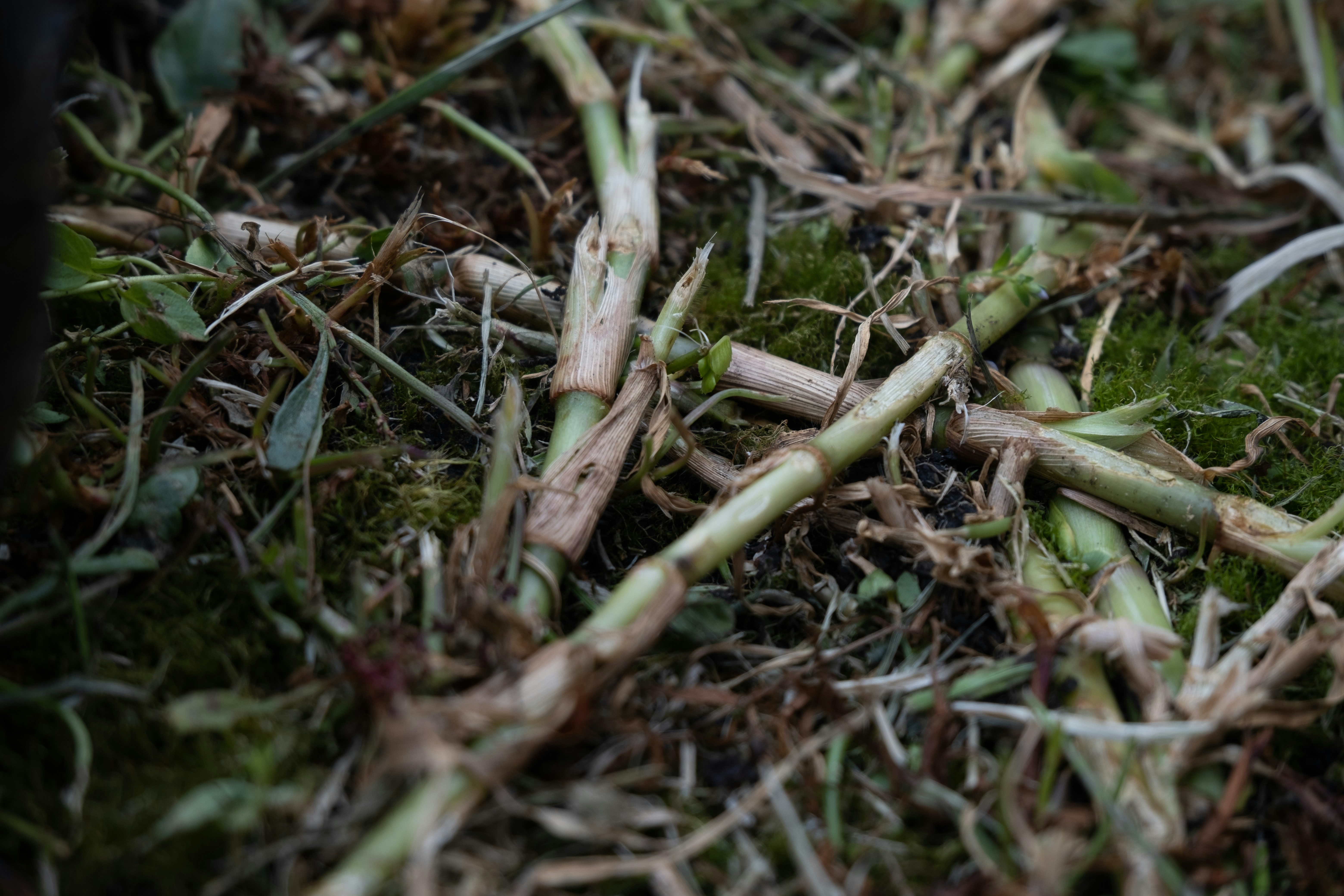 Photo by jamoandres2021