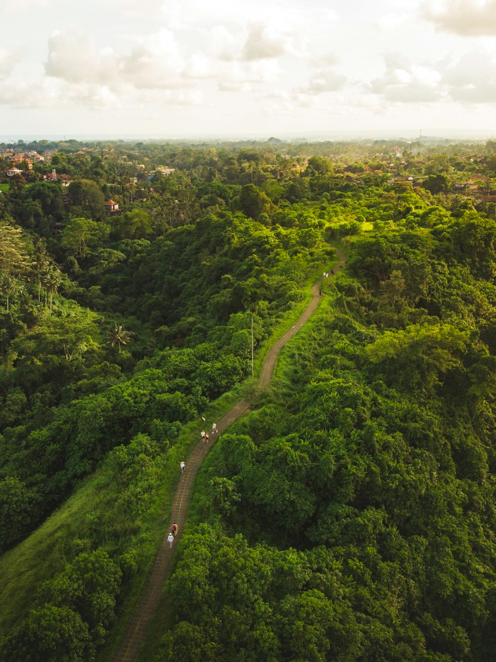 a lush green forest filled with lots of trees