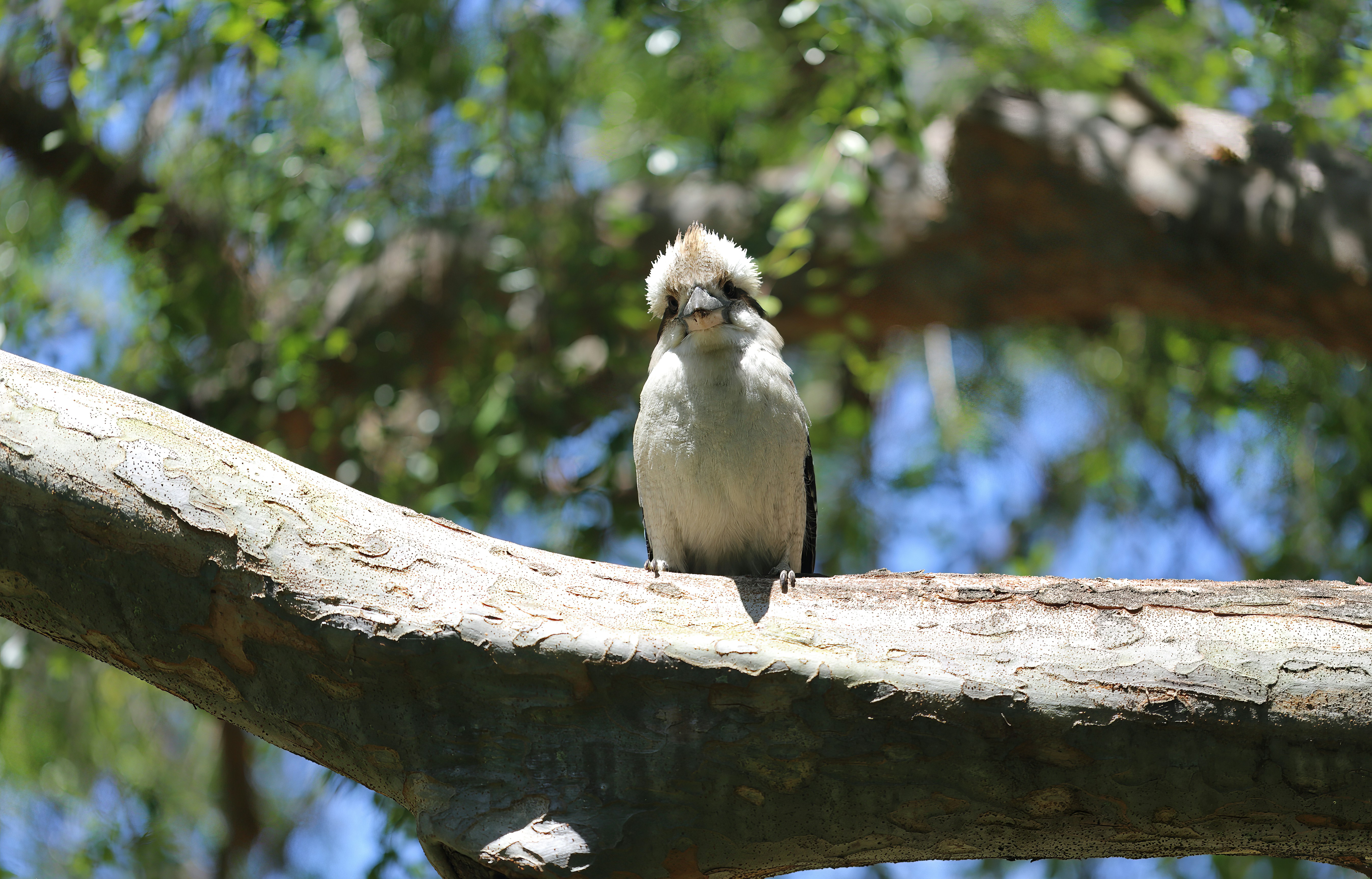 a small bird perched on a tree branch