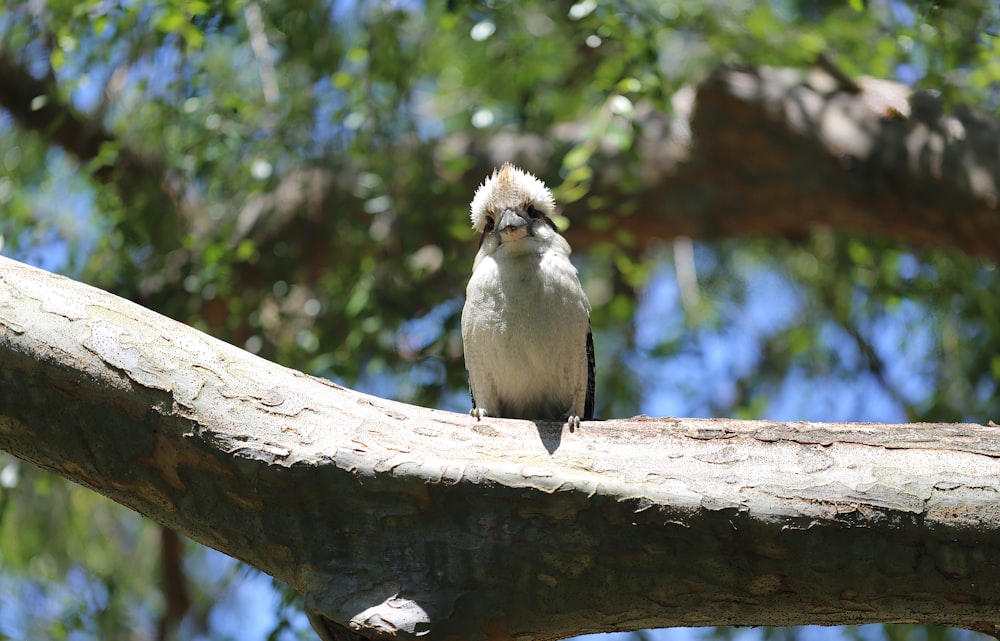 a small bird perched on a tree branch