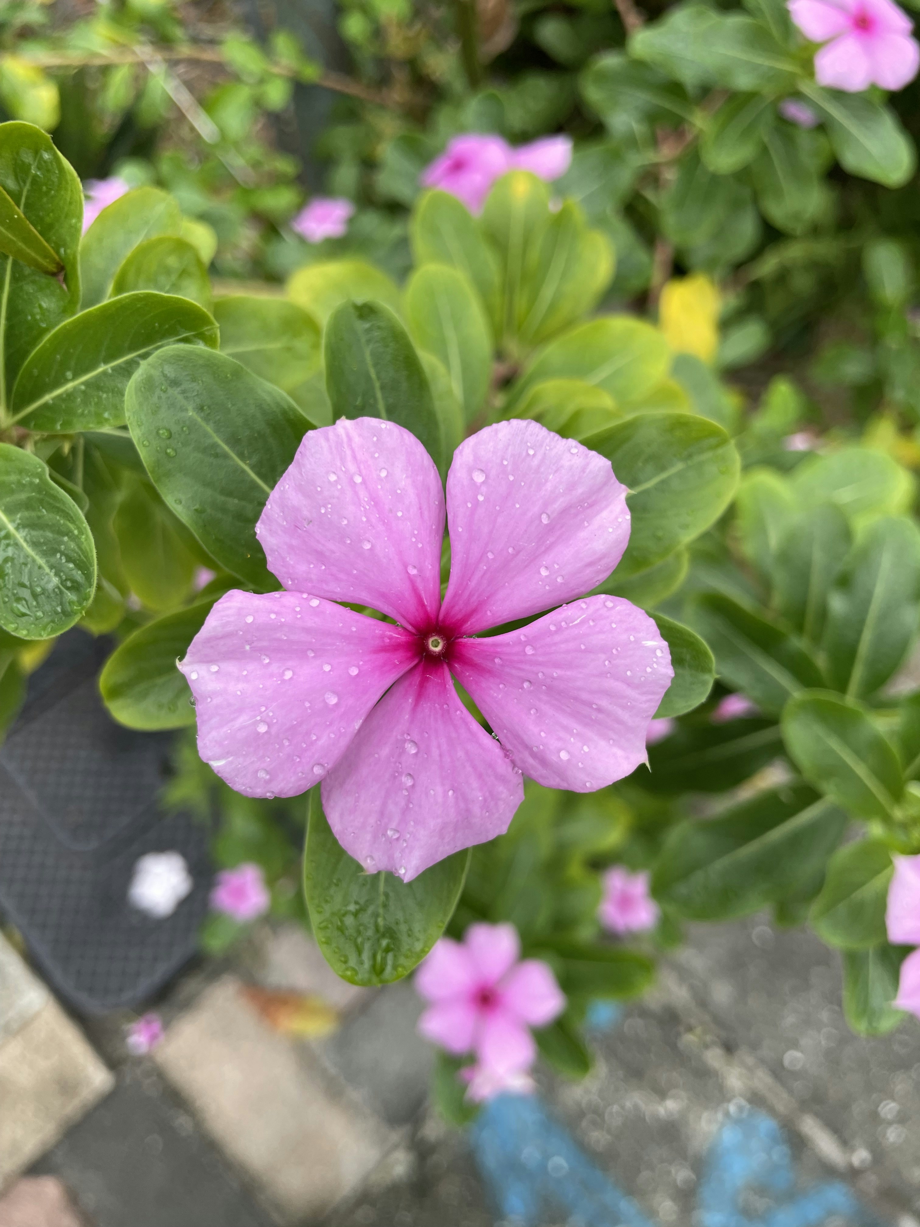 Photo by wallpapers2006