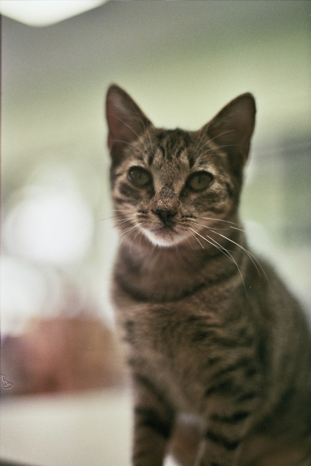 a cat sitting on top of a table next to a window