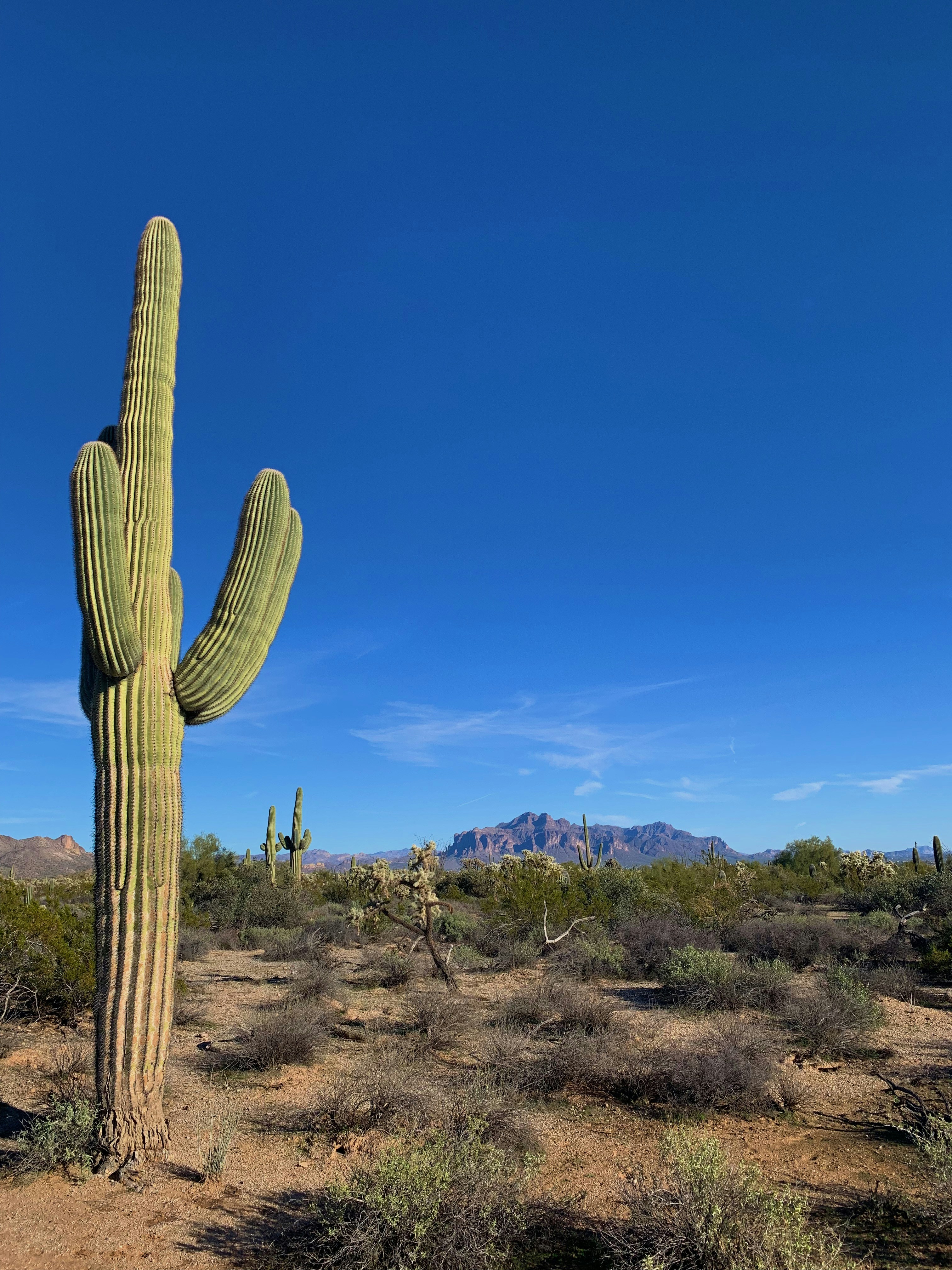 Spineless barrel cactus in a desert landscape