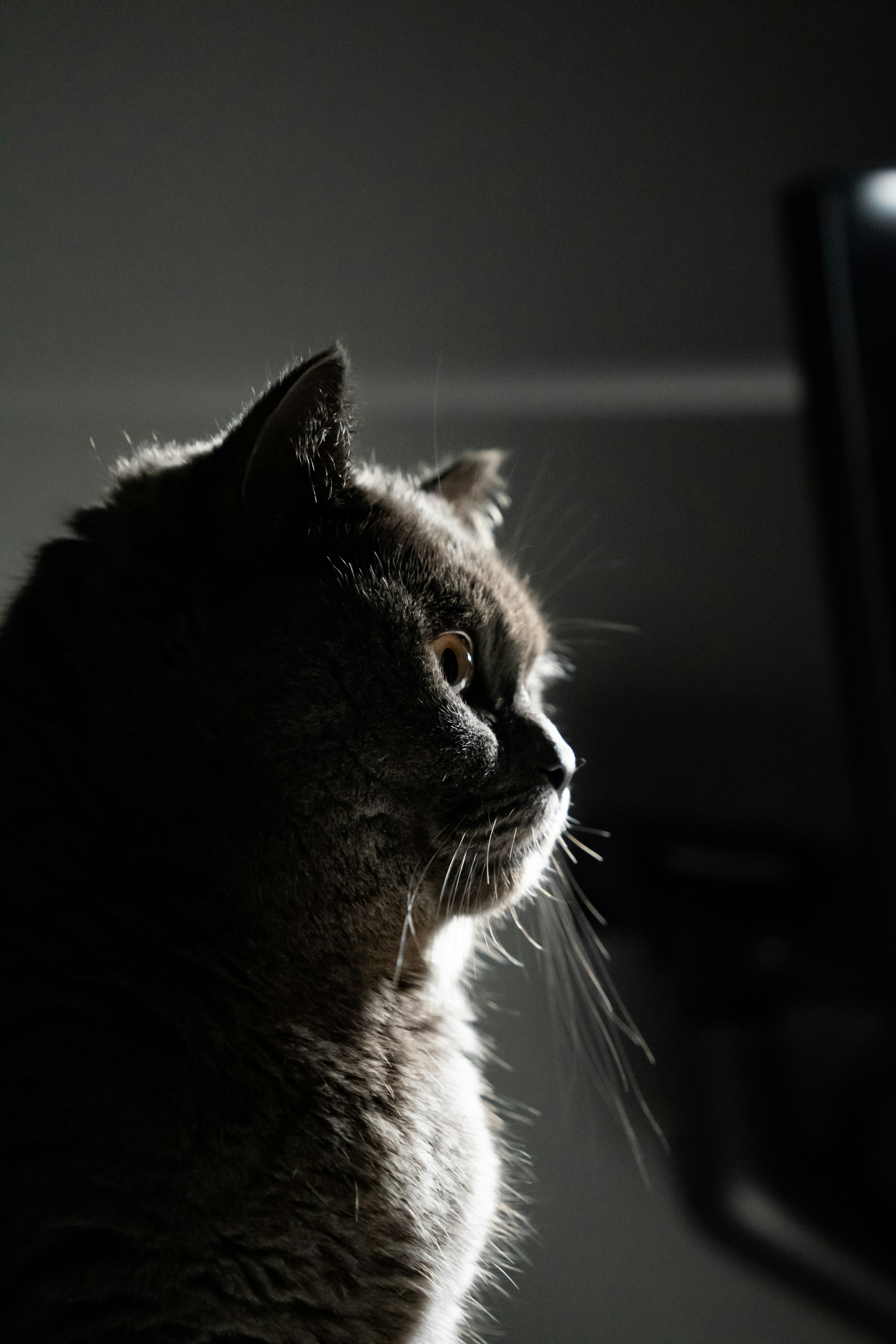 Photo by williamvan91